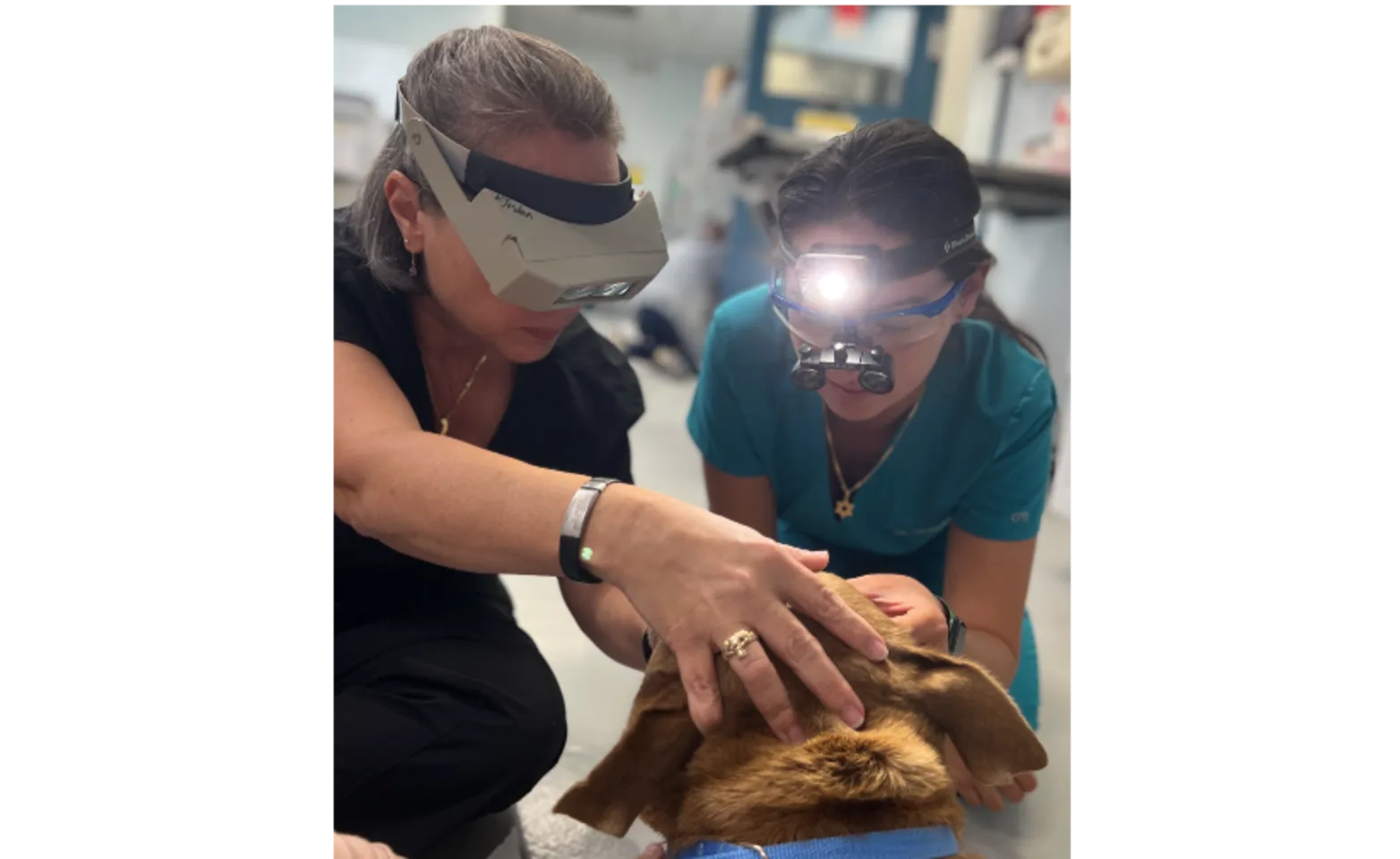 Photo of two staff members studying dog 